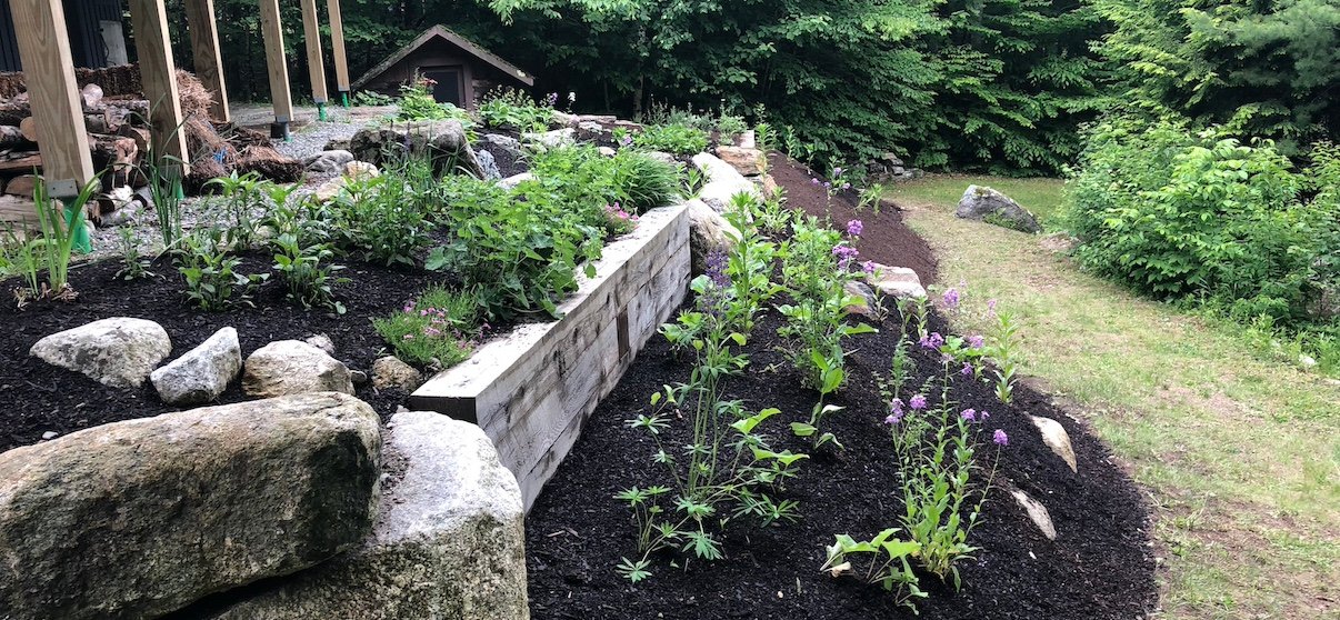 Best Native Plants to Pair with Stone Hardscaping in Maine